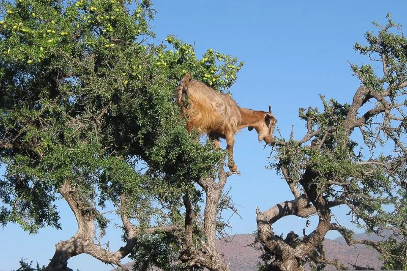 Goat in an argan tree on 10 Days Morocco Tour from Fes
