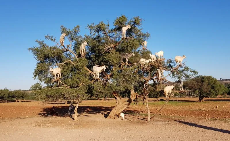 Argan forest on 12 Days Tour from Marrakech