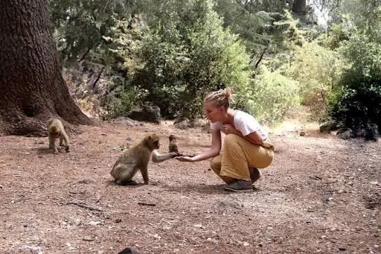 Barbary macaques in the cedar forest near Azrou