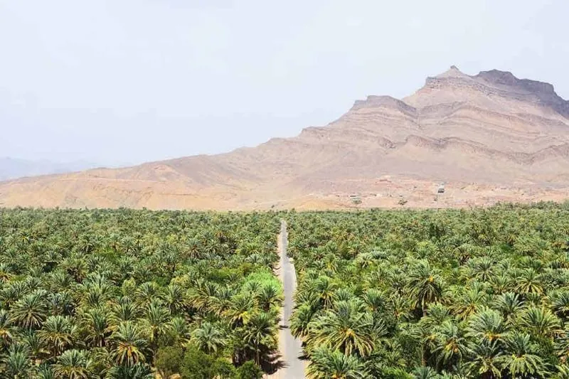 Endless date palms of the Draa Valley below the Anti-Atlas on 3 Days Marrakech Desert Tour
