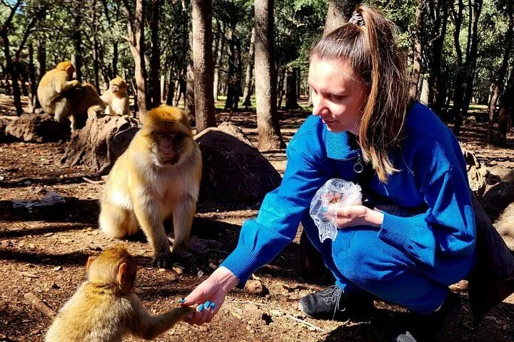 Barbary macaques in the Middle Atlas cedar forest on 12 Days Tour from Marrakech